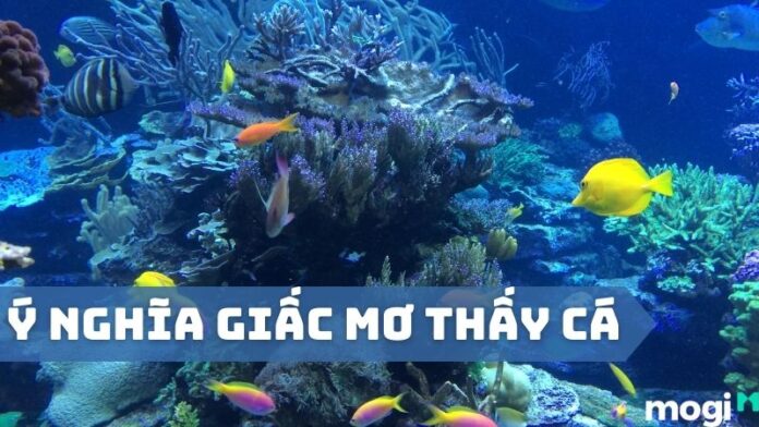 mơ thấy cá