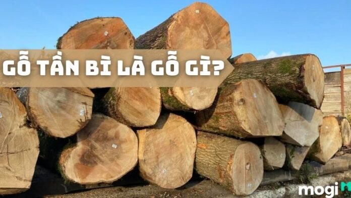 Gỗ Tần Bì Là Gỗ Gì? Đặc Điểm, Ứng Dụng Của Gỗ Tần Bì 