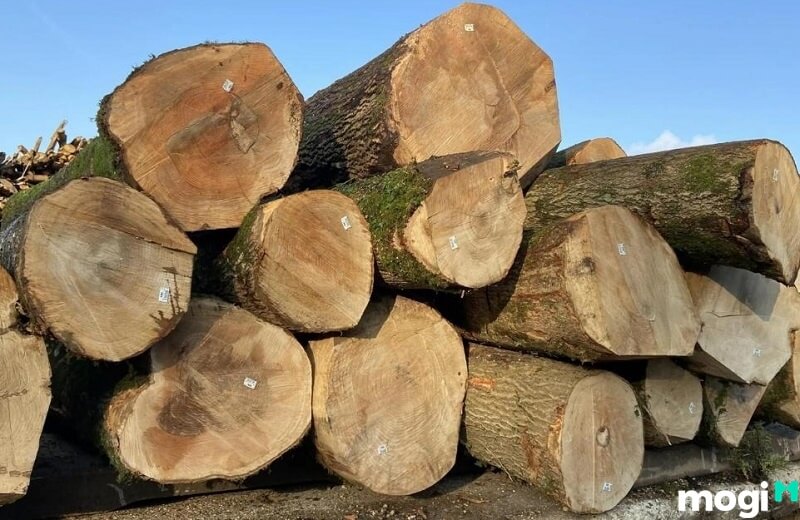 Gỗ tần bì là gỗ gì? Gỗ tần bì (tên tiếng Anh là Ash) là một loại gỗ thuộc họ gỗ oliu.