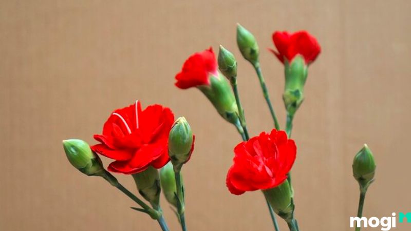 Ý nghĩa hoa cẩm chướng