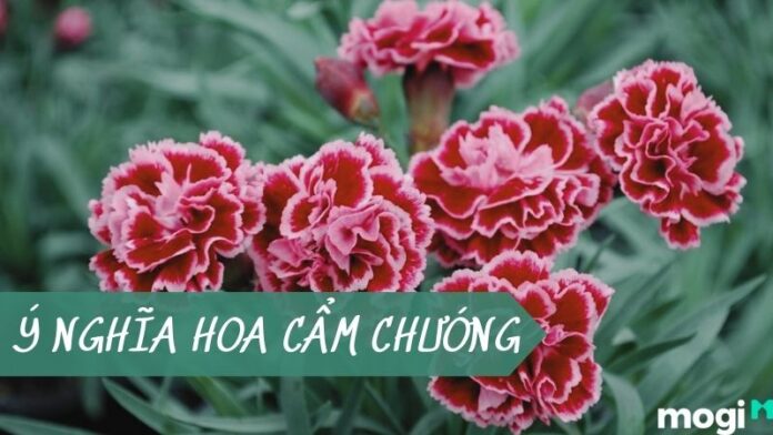 Ý nghĩa hoa cẩm chướng