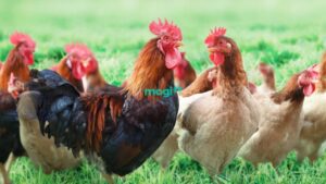Gà mái gáy là điềm gì? Tốt hay xấu? Giải mã chi tiết và dễ hiểu nhất 3 Khi trong đàn không có gà trống đầu đàn, gà mái sẽ bắt chước tiếng gáy để khẳng định thứ bậc và lãnh thổ.