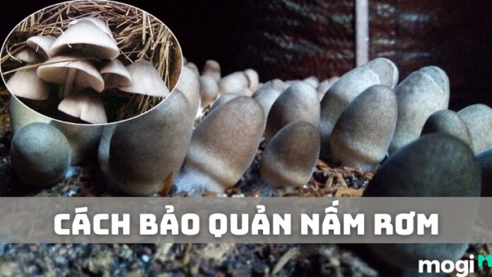 Cách bảo quản nấm rơm