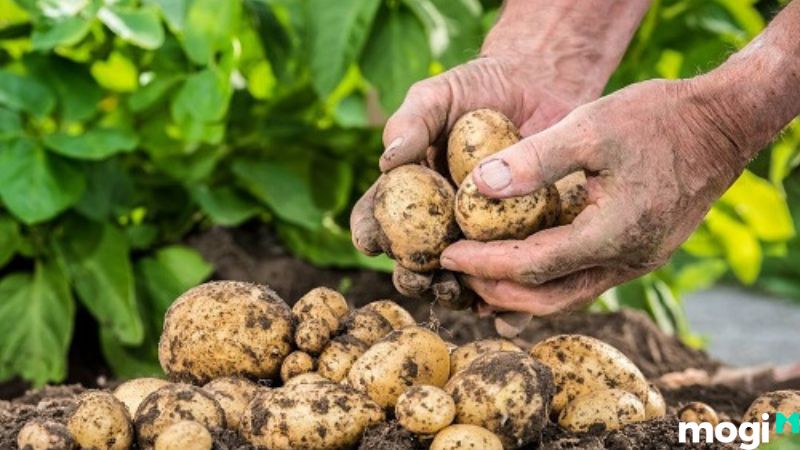 Cách bảo quản khoai tây