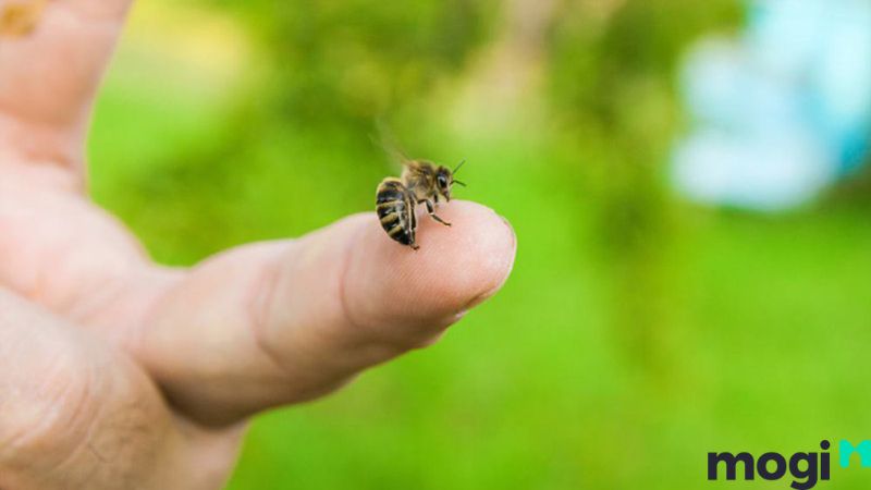 Bị ong đốt là điềm gì? Ý nghĩa của việc đốt tổ ong bị ong đốt
