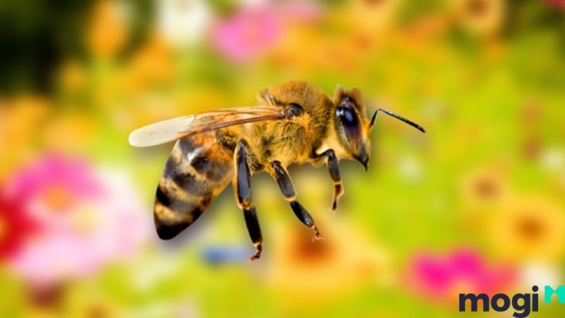 Bị ong đốt là điềm gì? Bị ong ngoài vườn đốt có ý nghĩa gì?