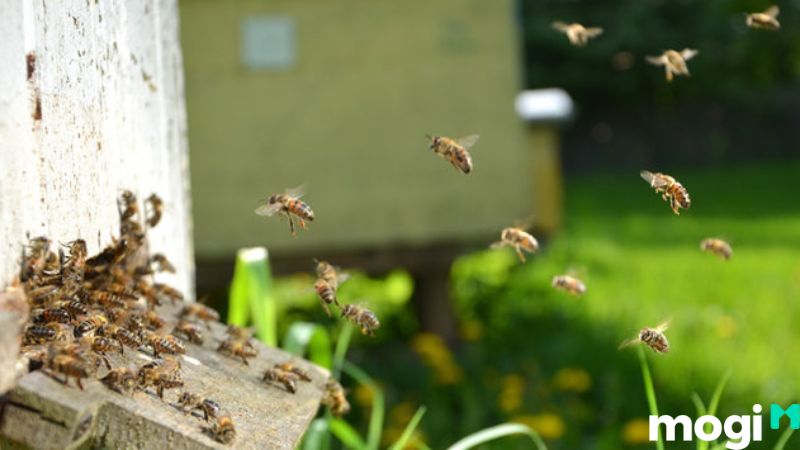 Bị ong đốt là điềm gì? Ong vào nhà đốt là tín hiệu tích cực