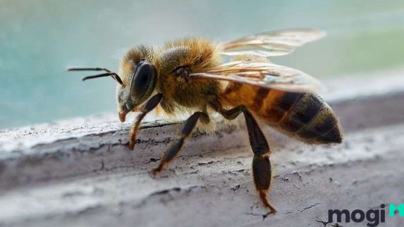 Bi ong đốt là điềm gì?