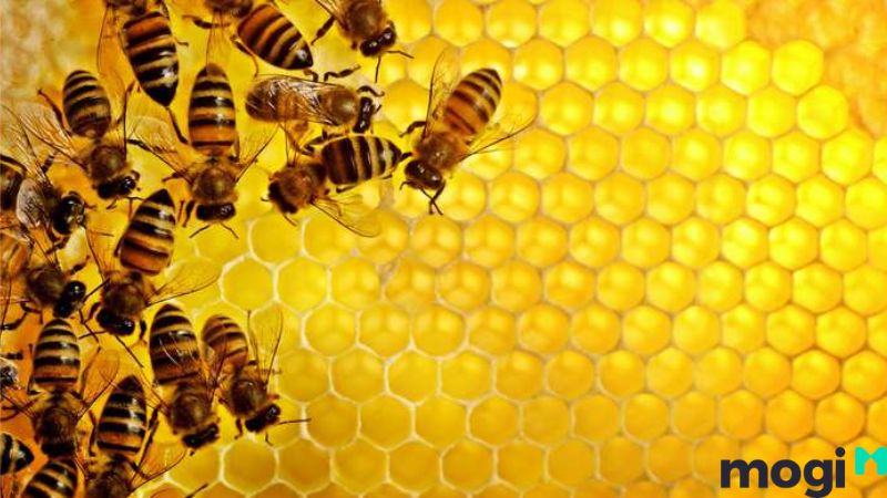 Bị ong đốt là điềm gì? Bị ong vàng đốt là điềm gì?