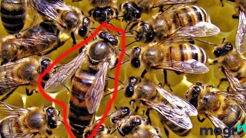 Bị ong đốt là điềm gì? Ong chúa đốt thì như thế nào?