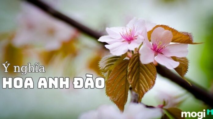 Ý Nghĩa Hoa Anh Đào Là Gì? Cách Chăm Sóc Hoa Anh Đào Từ A-Z