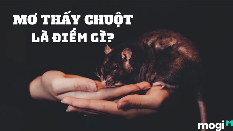 Nằm mơ thấy chuột báo điềm lành hay dữ