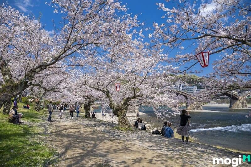 Ý nghĩa hoa anh đào trong đời sống và văn hóa của người Nhật rất quan trọng.