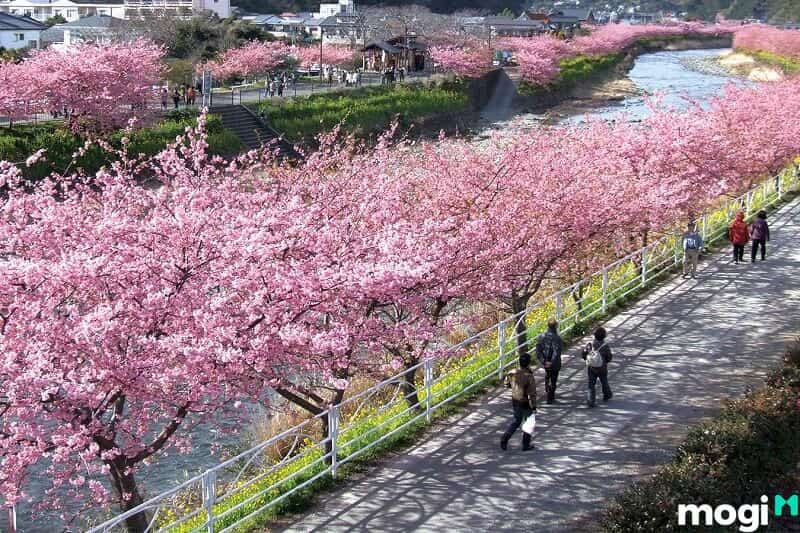 Cách chăm sóc hoa anh đào Nhật Bản cầu kỳ, hạn chế úng nước.