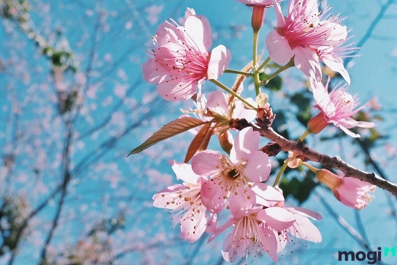 Hoa anh đào (Sakura) là hoa thuộc dòng hoa mận, hoa mơ.