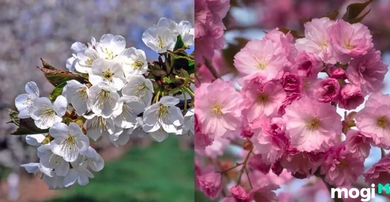 Hoa anh đào Nhật Bản gồm rất nhiều loại khác nhau