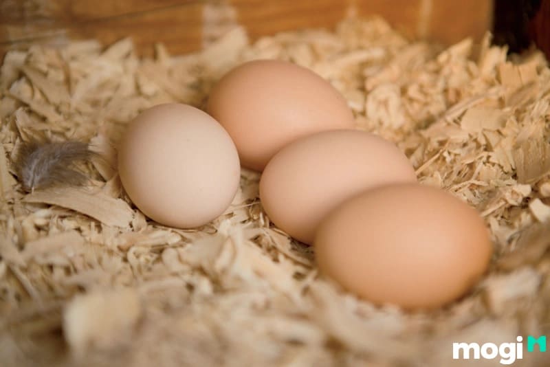 Sử dụng mùn cưa hoặc trấu để bảo quản trứng gà