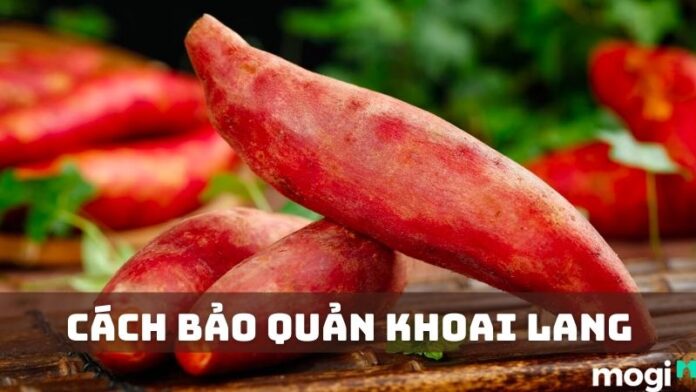 Cách bảo quản khoai lang tươi