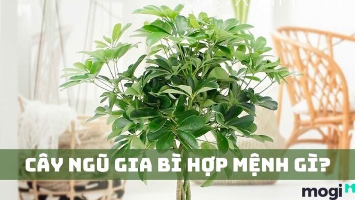 Cây ngũ gia bì hợp mệnh gì