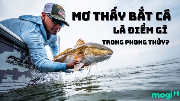 Mơ thấy bắt cá là điềm gì?