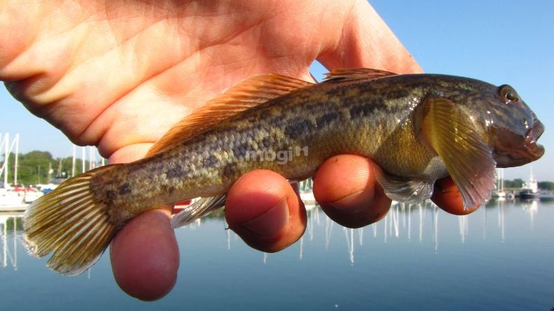 Mơ thấy bắt cá bống là điềm báo nhắc nhở bạn nên đặc biệt chú ý đến những quyết định trong công việc