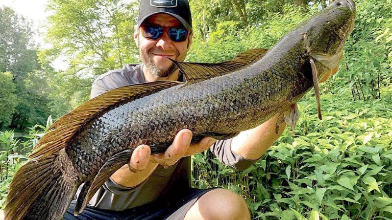 Nằm mơ thấy bắt được cá lóc thì đây là điềm báo cho thấy đang có một vận may mắn về mặt tình cảm