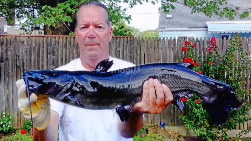 Mơ thấy bắt được cá trê đen, thì đây được xem là điềm lành được báo trước cho bạn về khía cạnh tình cảm