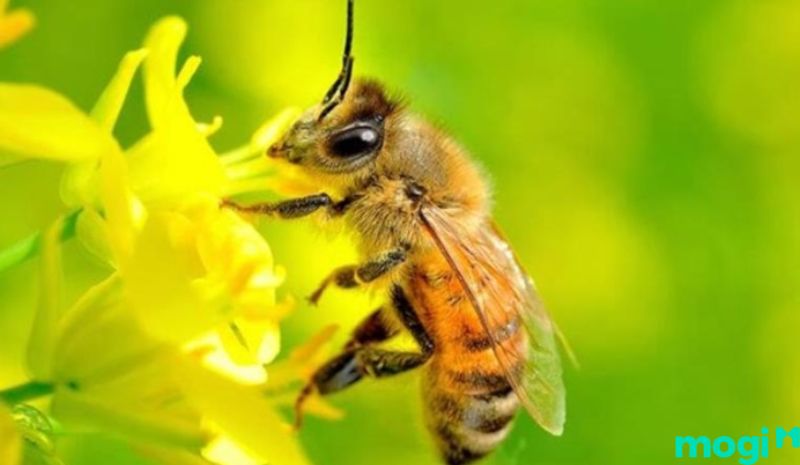 Đôi nét về ong mật