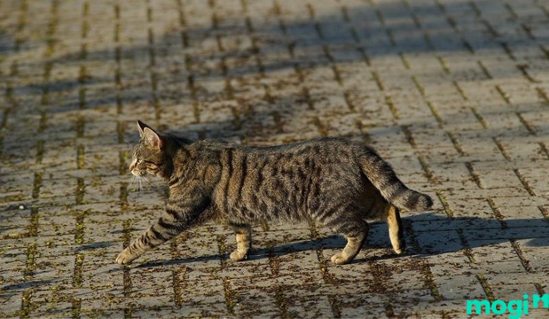 Tuổi thọ của mèo - Mèo về già có thể có nguy cơ tăng giảm về cân nặng bất thường