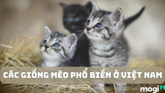 các giống mèo phổ biến ở Việt Nam