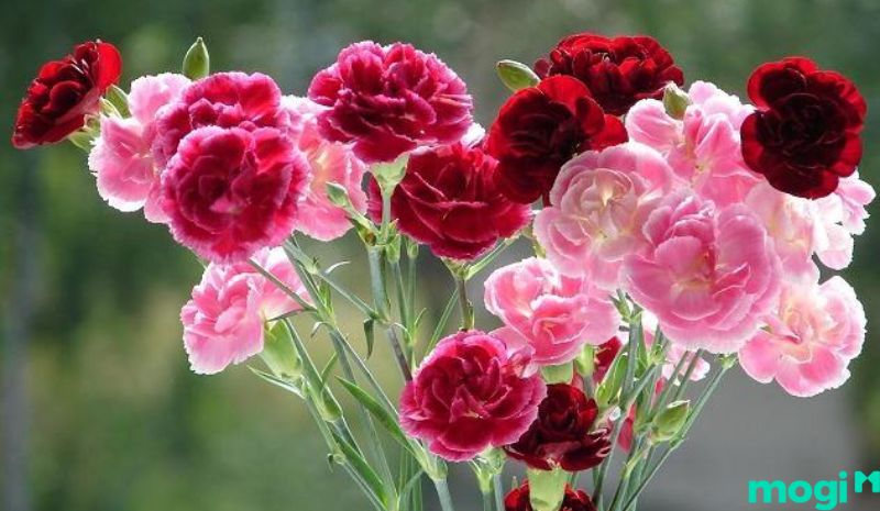 Cẩm chướng là loại hoa tặng người yêu xếp hạng thứ 2