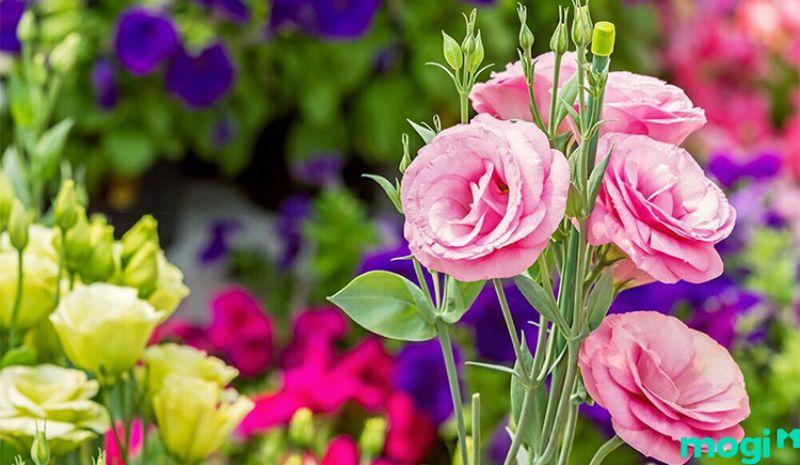 Hoa Cát tường cũng được nhiều người chọn lựa trong việc tặng hoa cho người yêu