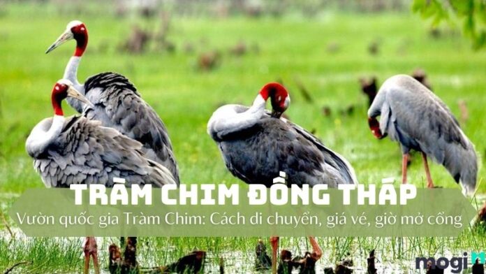 Tràm chim Đồng Tháp