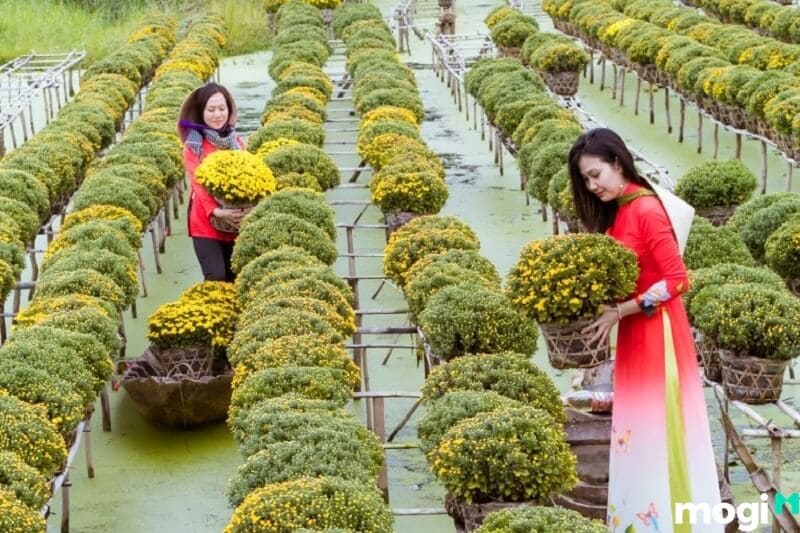 Không chỉ cung cấp hoa kiểng phục vụ nhu cầu cả nước, làng hoa Sa Đéc còn có hoa được xuất khẩu sang nhiều quốc gia trên thế giới.
