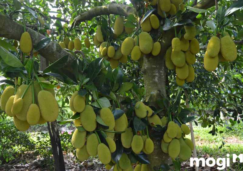 Mít tố nữ là một trong những loại trái cây nổi tiếng của miền Tây Nam Bộ