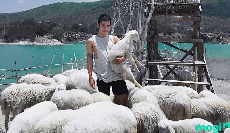 Bầy cừu vô cùng dễ thương tại Hồ Đá Xanh Vũng Tàu