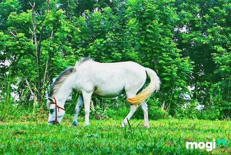 Ngựa trắng trong khu du lịch sinh thái