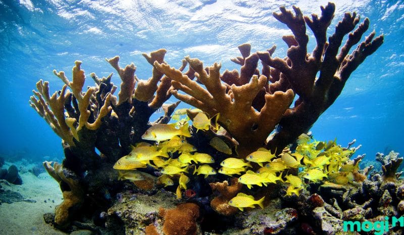 Có thể trải nghiệm hệ sinh thái tồn tại dưới lòng biển