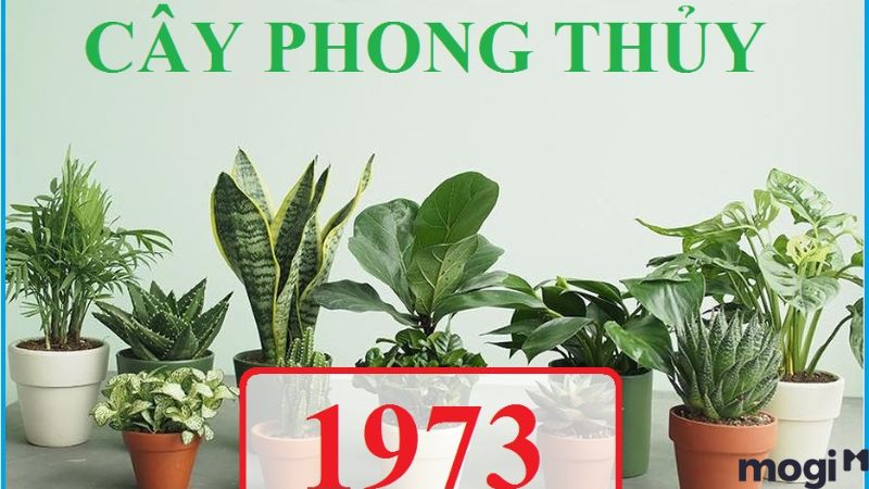 Cây phong thủy hợp tuổi