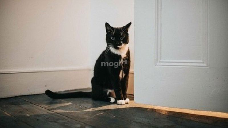 Mèo vào nhà là điềm gì? Hên hay xui? Cách hóa giải chuẩn nhất 5 Mèo đen trắng vào nhà có điềm gì?