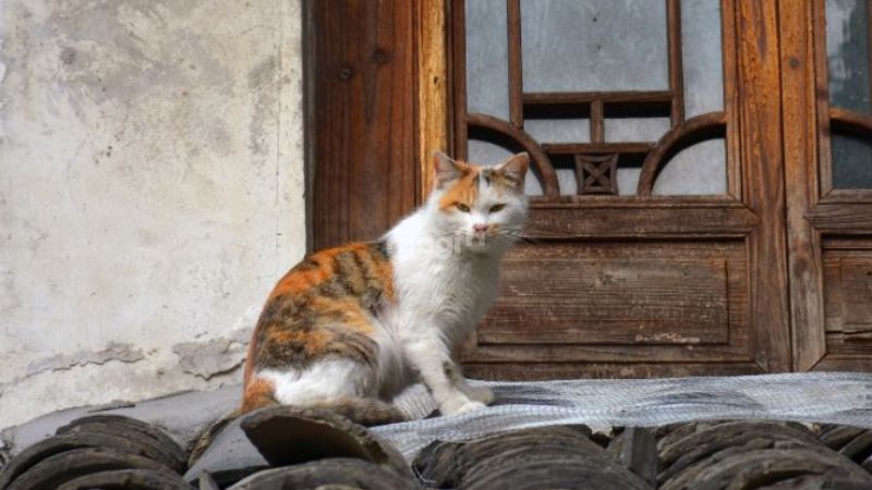 Mèo vào nhà là điềm gì? Hên hay xui? Cách hóa giải chuẩn nhất 6 Mèo tam thể vào nhà