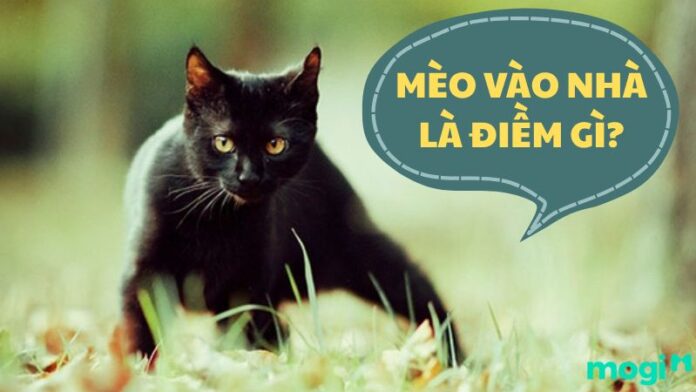 Mèo vào nhà là điềm gì?