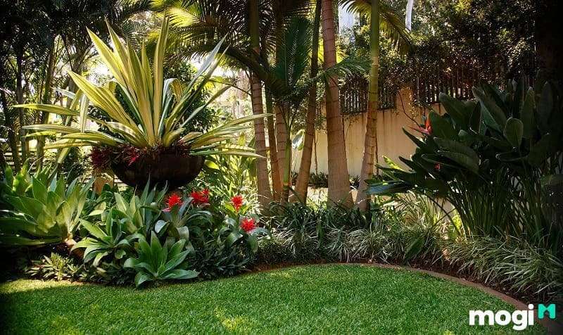 Thiết kế sân vườn nhiệt đới