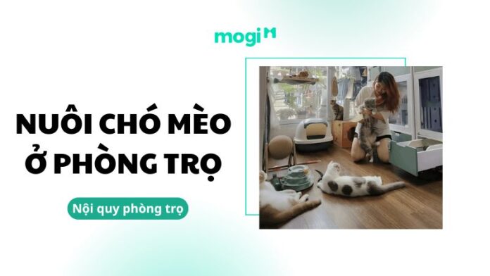 Kinh nghiệm nuôi chó mèo ở phòng trọ sạch sẽ, an toàn