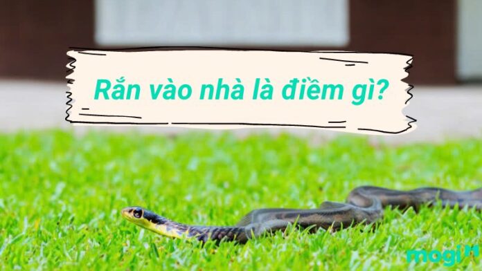 Rắn vào nhà là điềm gì?