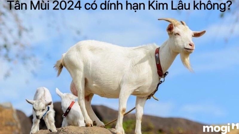 Tân Mùi 2024 có dính hạn Kim Lâu không?
