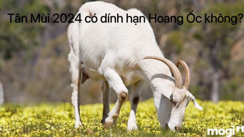 Tân Mùi 2024 có dính hạn Hoang Ốc không?