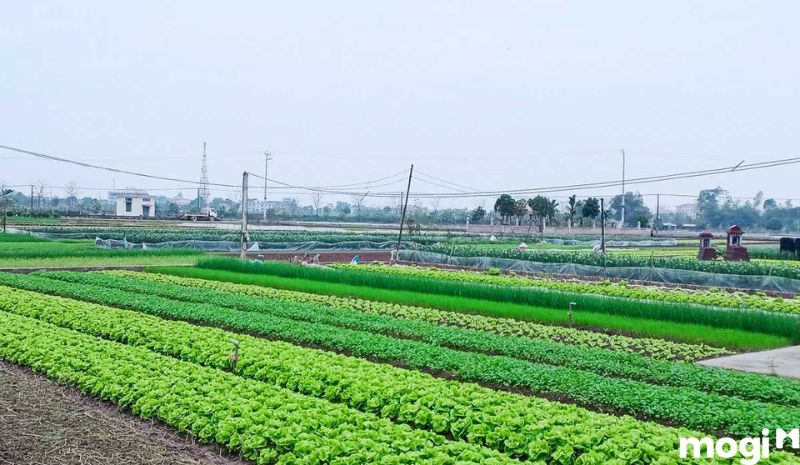 Đất nông nghiệp