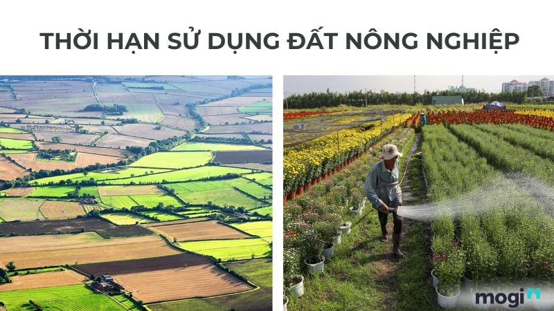 Chi tiết thời hạn sử dụng đất nông nghiệp mới nhất 2024