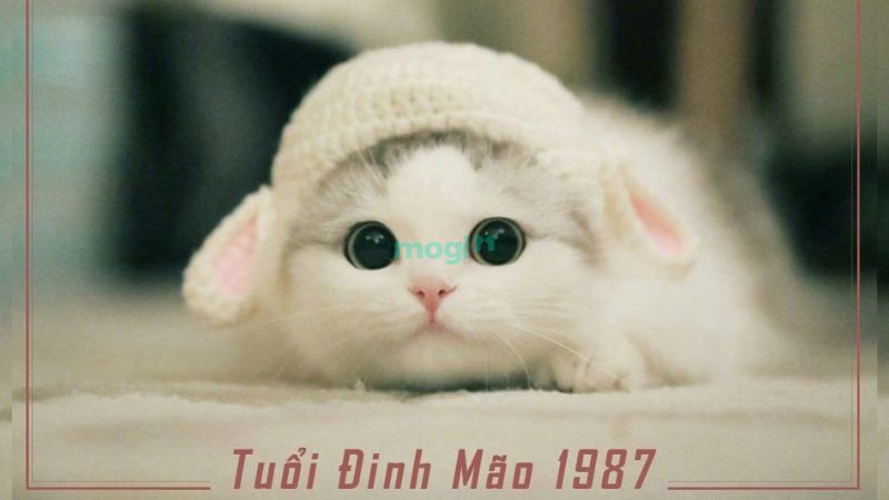 Tuổi Đinh Mão 1987 cầm tinh con mèo, mệnh Hỏa với nạp âm Lư Trung Hỏa (lửa trong lò)